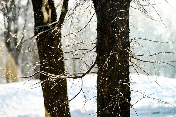 Inverno de neve tempo na cidade parque público — Fotografia de Stock