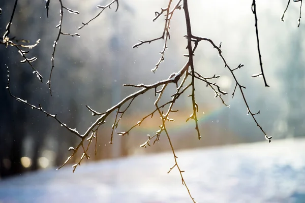 Nieve invierno tiempo en el parque público de la ciudad —  Fotos de Stock