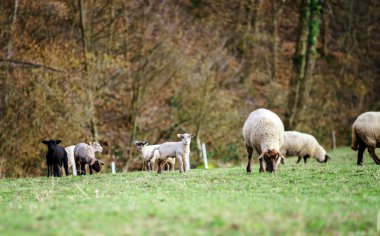 Kış alanda yetişkin koyunları ile sevimli kuzular