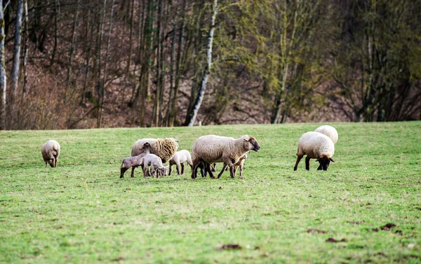 Ładny jagnięta z dorosłych owiec w polu zima — Zdjęcie stockowe