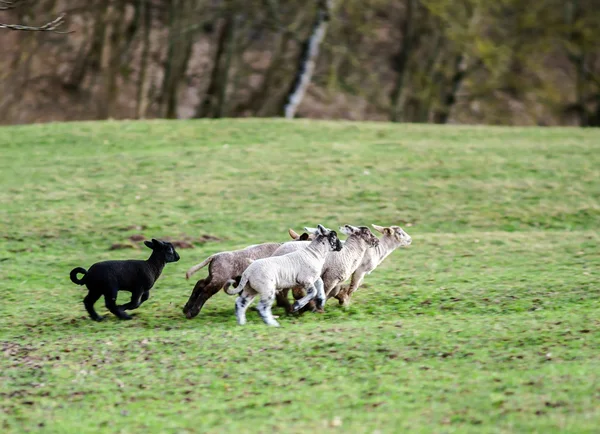 Cute lambs with adult sheeps in the winter field — Stock Photo, Image