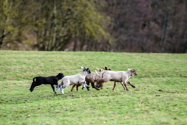 Schattig lammeren met volwassen schapen in de winter-veld — Stockfoto