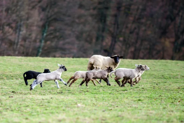 Милые ягнята со взрослыми овцами в зимнем поле — стоковое фото