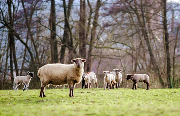 Söta lamm med vuxna fåren i fältet vinter — Stockfoto