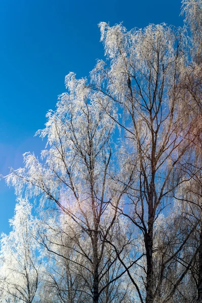 Peisaj frumos de iarnă cu copaci acoperiți cu zăpadă — Fotografie, imagine de stoc