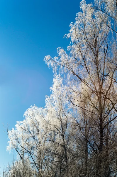 Bellissimo paesaggio invernale con alberi innevati — Foto Stock