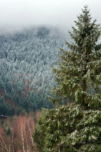 Hermosa vista del paisaje del bosque de invierno —  Fotos de Stock