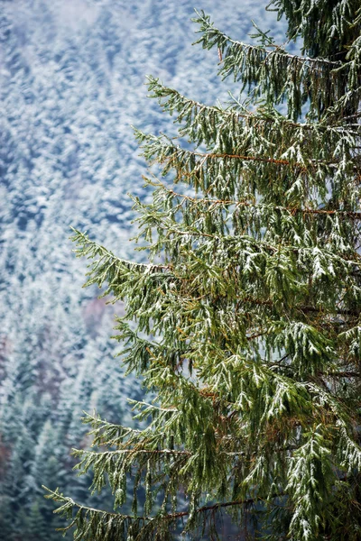 Красивый вид на зимний лес — стоковое фото