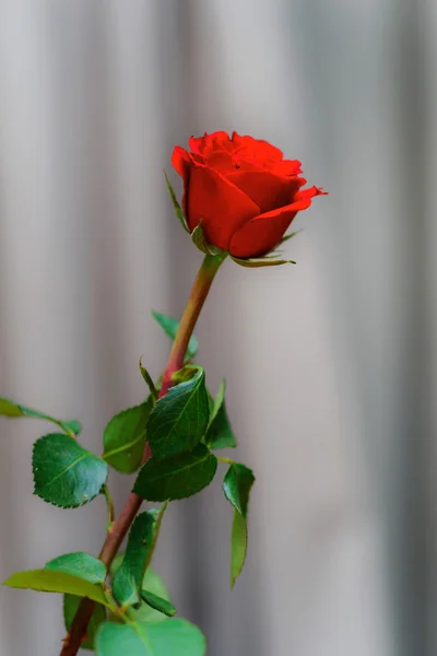 Mooie rode één roos in het glas Stockafbeelding