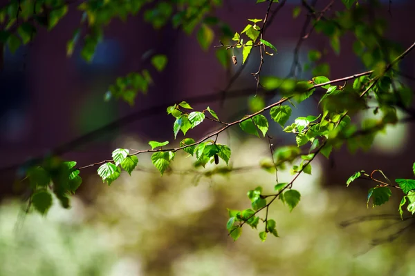 Schöne neue Birkenblätter im April — Stockfoto