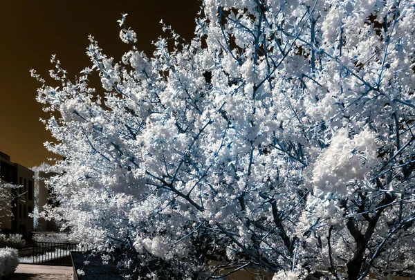 Chery träd blossom, blommor och solen, IR — Stockfoto