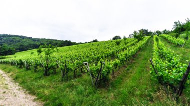 Alsacevineyards, Fransa için geniş panoramik görünüm