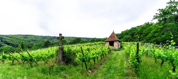 Wide panoramic view to Alsacevineyards, France — Stock Photo, Image