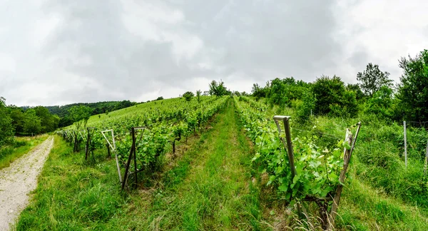 Bred panoramautsikt över Alsacevineyards, Frankrike — Stockfoto