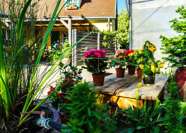 Sunny hothouse in a little farm of plants — Stock Photo, Image