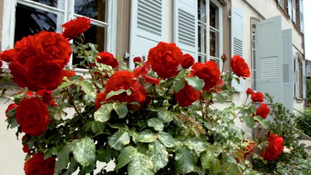 Rosas rojas vivas floreciendo en el pequeño jardín. Alsacia, Francia . — Vídeo de stock