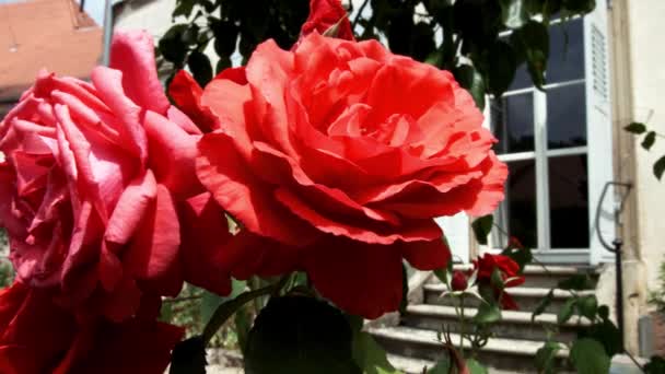 Żywe czerwone róże kwitnienia w małym ogrodzie. Alzacja, Francja. — Wideo stockowe