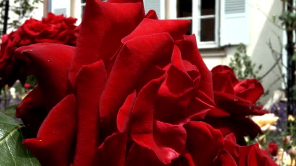 Rosas rojas vivas floreciendo en el pequeño jardín. Alsacia, Francia . — Vídeo de stock