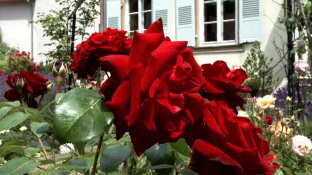 Levendige rode rozen bloeien in de kleine tuin. Alsace, Frankrijk. — Stockvideo