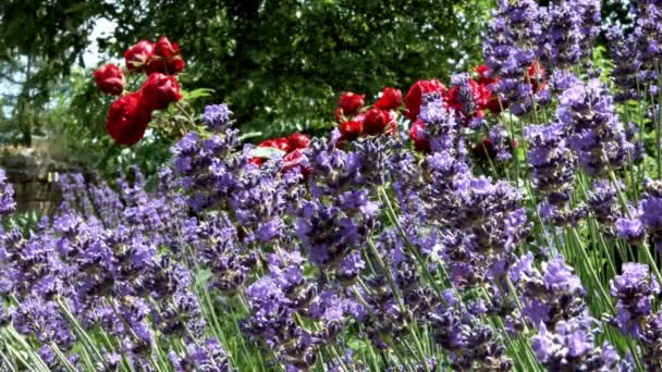 Lavendel blommar i den lilla trädgården. Alsace, Frankrike. Många bin och getingar över blommorna. — Stockvideo