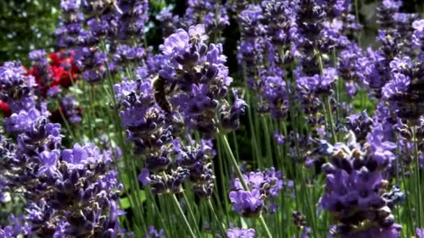 Lavendel bloeit in de kleine tuin. Elzas, Frankrijk. Veel bijen en wespen over de bloemen. — Stockvideo