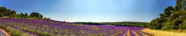 Lavanta alan panoramik Provence, Fransa