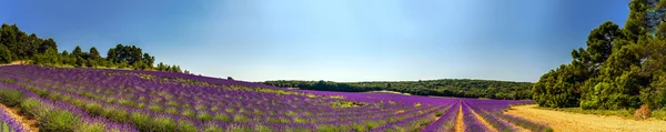 Vista panorâmica do campo de lavanda na Provença, França — Fotografia de Stock