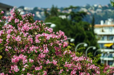 Güzel güzel şehir yaz gün görünümü, Fransa