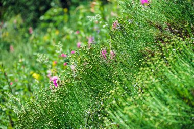 Vahşi çim ve çiçek alanları, kırsal