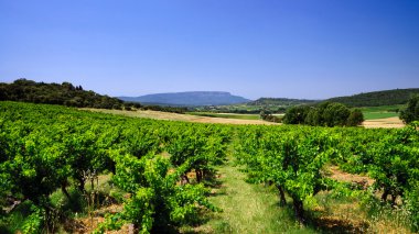 Provence üzüm bağları için güzel manzara