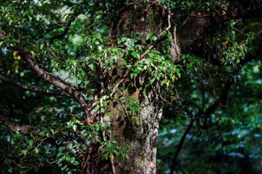 Vahşi orman içinde görünüm, yaz saati