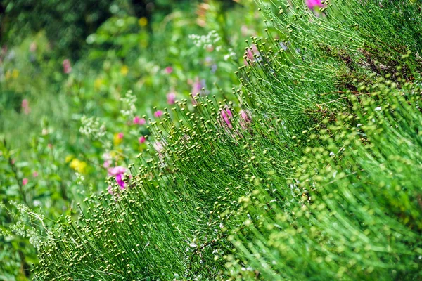 Campos de hierba y flores silvestres, campo — Foto de Stock