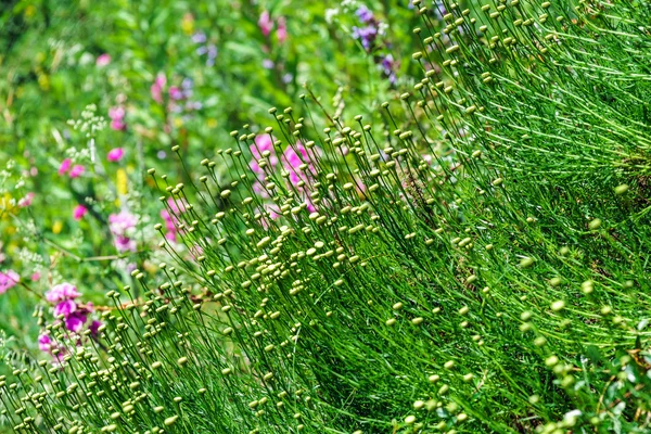 Wilde gras en bloemen velden, platteland — Stockfoto