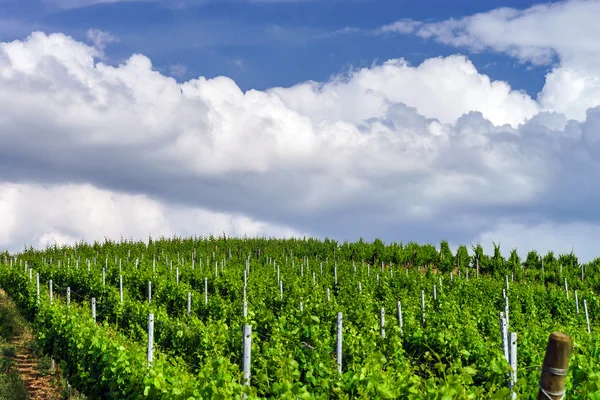 Temporale sopra i vigneti — Foto Stock