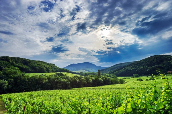 Bouře počasí nad vinohrady — Stock fotografie