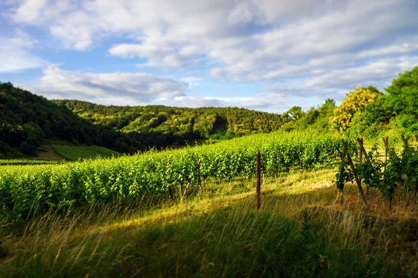 Vacker utsikt till vingårdar i Provence — Stockfoto