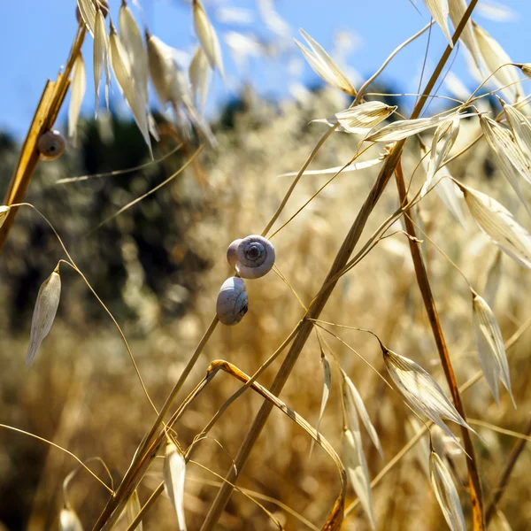 フィールド上の野生の草を乾燥します。 — ストック写真