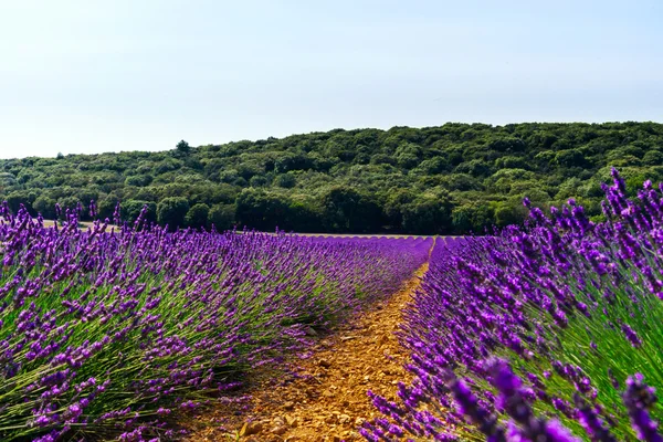 Belos campos violetas de lavanda na Provença — Fotografia de Stock