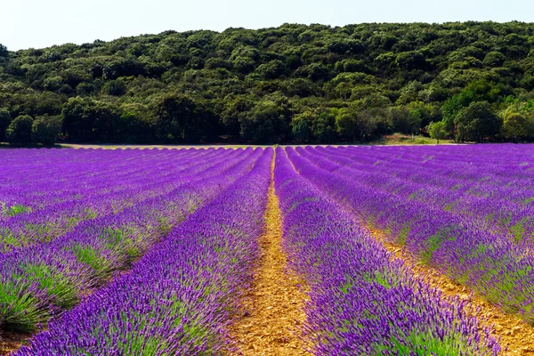 Belos campos violetas de lavanda na Provença — Fotografia de Stock