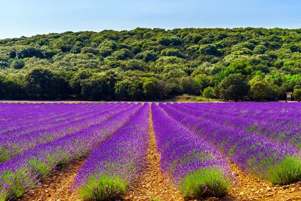 Belos campos violetas de lavanda na Provença — Fotografia de Stock