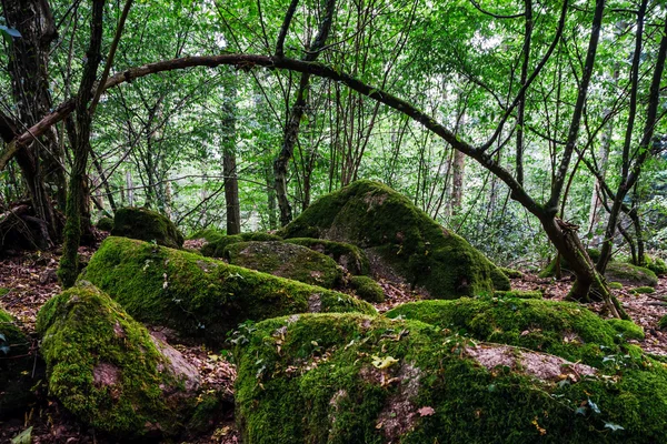 Wild forest inside view, summer time — Stock Photo, Image