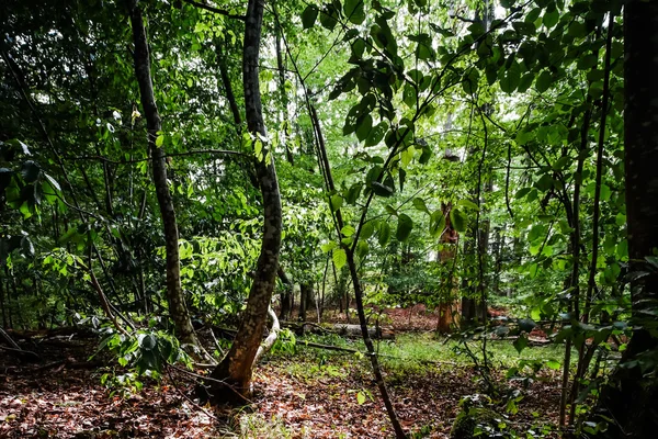 Wild forest inside view, summer time — Stock Photo, Image