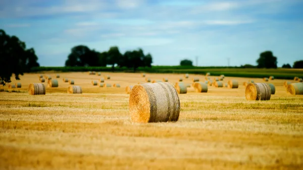 Gün batımında haystacks ile güzel sarı alan — Stok fotoğraf