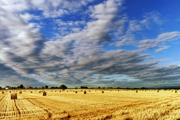 Mooi geel veld met hooibergen bij zonsondergang — Stockfoto