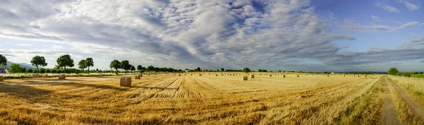 Beautiful yellow field with haystacks at sunset — Stock Photo, Image