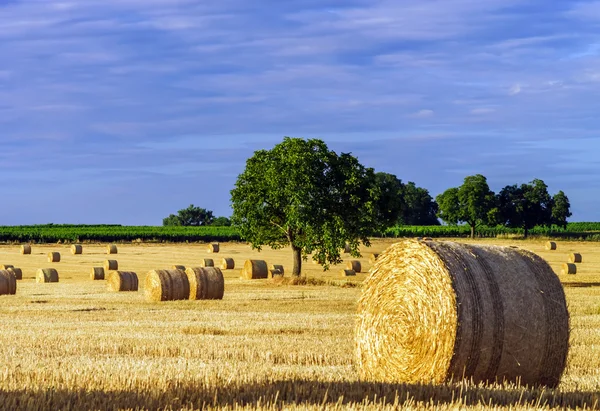 Hermoso campo amarillo con pajar al atardecer —  Fotos de Stock