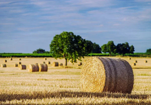 Hermoso campo amarillo con pajar al atardecer —  Fotos de Stock