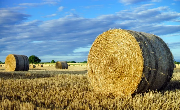 Hermoso campo amarillo con pajar al atardecer — Foto de Stock