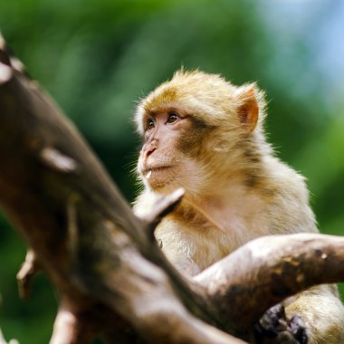 Güzel macaco maymun orman