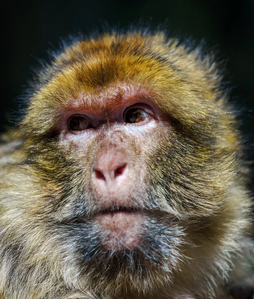 Retrato emocional de cerca del mono mocaco — Foto de Stock